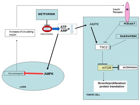 depicts metformin's mechanism of action. | Download Scientific Diagram