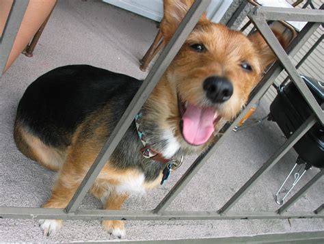 Yorkie Corgi Mixes | www.imgkid.com - The Image Kid Has It!