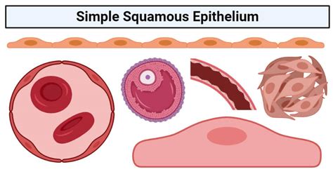 Simple Squamous Epithelium Location In Body