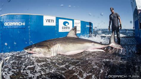 Ocearch launches shark tracker app