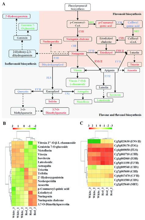 Pathway analysis of flavonoid biosynthesis. (A) Flavonoid biosynthesis... | Download Scientific ...