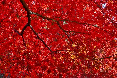 Red Japanese Maple Trees: Crimson Queen, Bloodgood