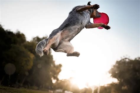 5 Best Dog Breeds For Playing Frisbee