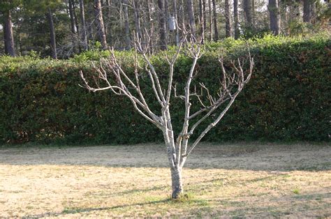 Peach – Pruning | Walter Reeves: The Georgia Gardener