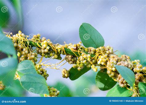 Dodder Genus Cuscuta is Parasitic Plants Stock Photo - Image of parasitic, background: 90045140