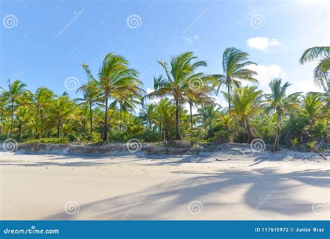 Palm Tree Shadow on Beautiful Sandy Beach Stock Photo - Image of green ...