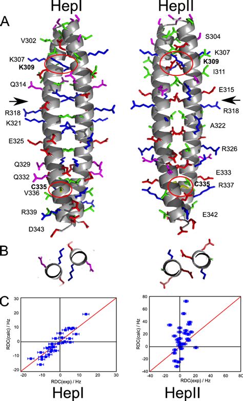 A, model of the proposed conformations of the Nek2 leucine zipper. The ...