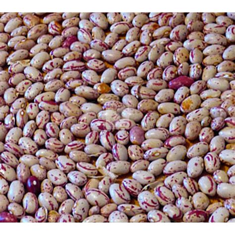 Taylor Dwarf Horticultural Shell Bean Seed – Heirloom Seed Supply | Bean seeds, Beans, Bean ...