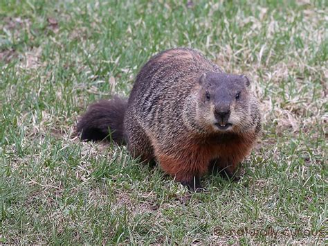 Woodchuck Hibernation | Animals that hibernate, Animals, Koala bear