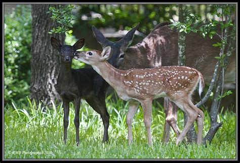 Bees Trees Frogs Elephants - Nature and Ecology Blog: RARE Black Deer Fawn photos with twin, mom