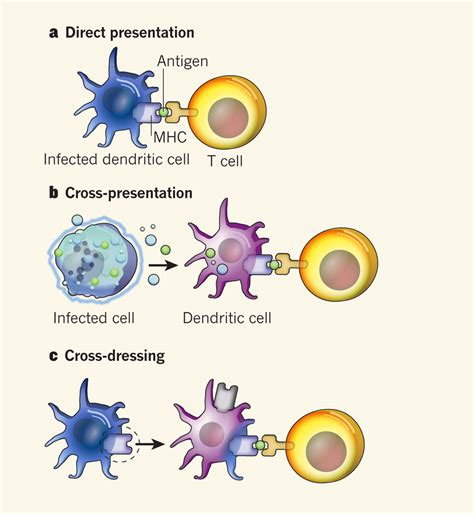 antigen presenting cell such as a dendritic cell : Biological Science ...