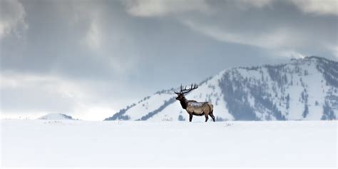 What Animals Will I See on the National Elk Refuge During the Winter?