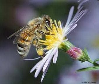 Flowering plants and Pollinators - Syn Biosis