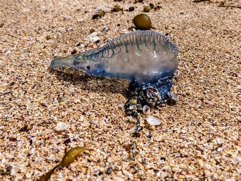 Bluebottle winds: north easterly winds bring the bluebottles ashore.