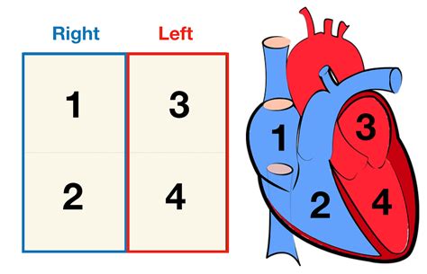 Anatomically Correct Human Heart Diagram