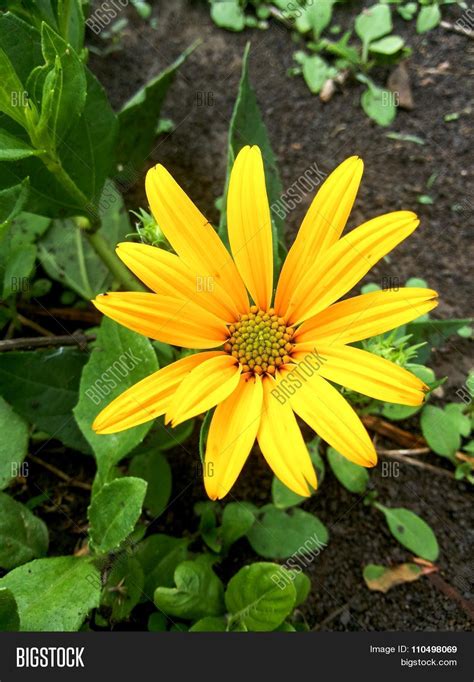 Yellow Sunchoke Flower Image & Photo (Free Trial) | Bigstock