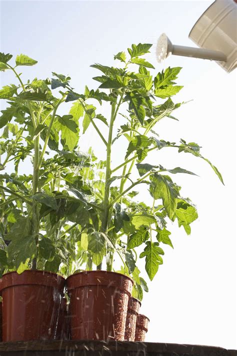 5 Tips for Growing Tomatoes in Containers