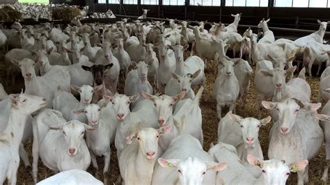 Goats for Sale Near Me: USA Goat Breeders Directory + Tips for Buying ...