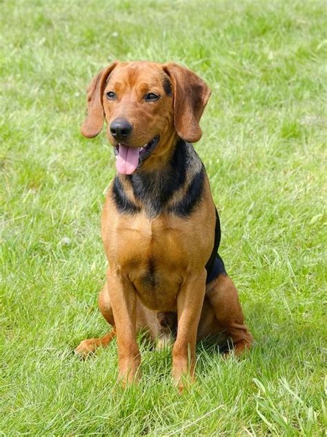 Serbian Hound - Temperament, Lifespan, Shedding, Puppy