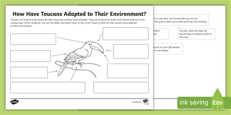 Toucan Adaptations (teacher made) - Twinkl