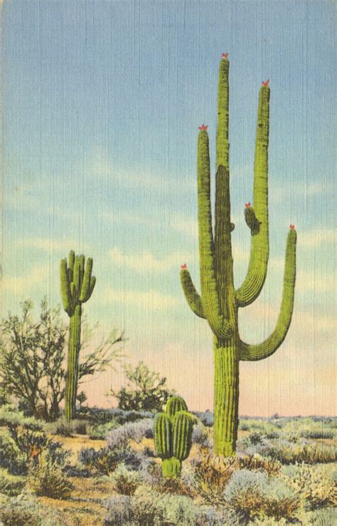 Giant Sahuaro Cactus: The blossom of this plant is the state flower of ...