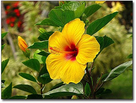 hawaiian flowers | HAWAIIAN FLOWERS NAMES - CUTE FLOWERS WALLPAPERS ...