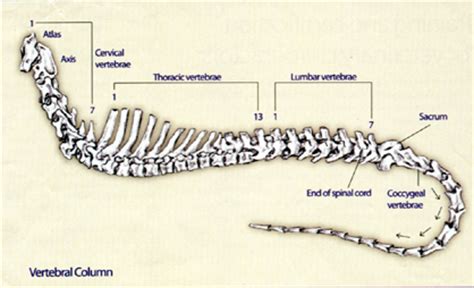 Vertebral Column: Vertebral Column Of Dog