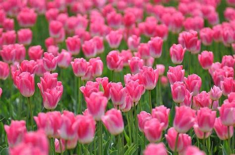 50+ Hình ảnh hoa Tulip - Tổng hợp những hình ảnh hoa Tulip đẹp nhất - Trung Tâm Đào Tạo Việt Á