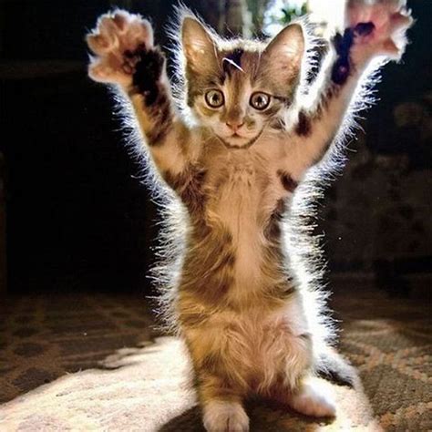 Cute Kitten Wants a Hug - Funny cats