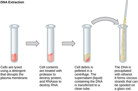 Manipulating Genetic Material | Biology for Majors I