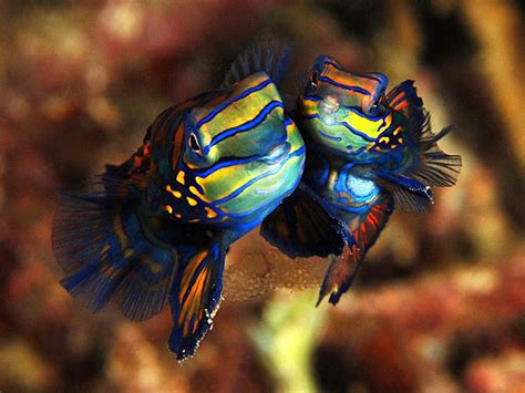 Mandarinfish (Mandarin Dragonet) Facts, Pet Care, Diet, Pictures