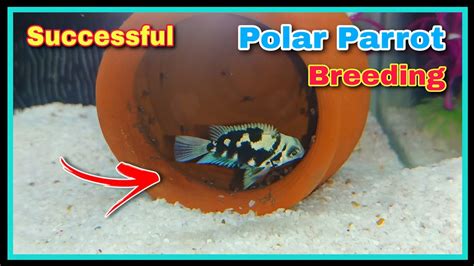 Successful Polar Parrot Fish Breeding Tutorial 😍😍 || Breeding Cichlid Fish at Home - YouTube