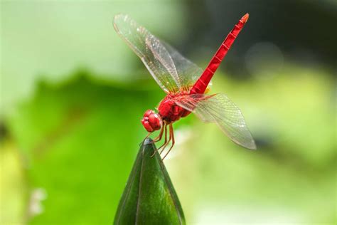 red dragonfly - Earth Buddies