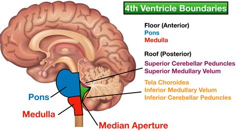 Fourth Ventricle Brain Anatomy