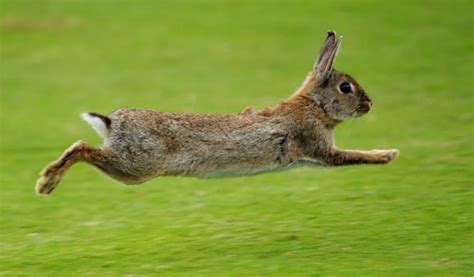 How High Can Rabbits Jump? [Complete Guide In 2023] | by Shabbir Ahmad ...