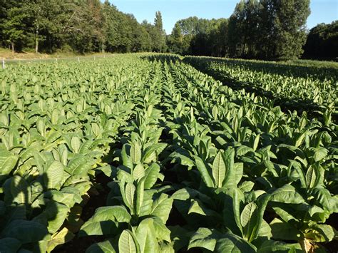 Tobacco, the (ex) cash crop of Dordogne – Things to do and see from ...