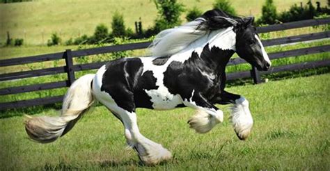 Skewbald and Piebald Horses - King Richard - Gypsy Vanner Piebald Horse - Stable Express