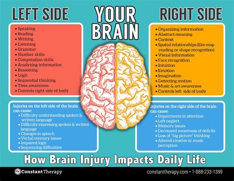 Left side vs. right side of brain | brain injury or stroke #MemoryBrain ...