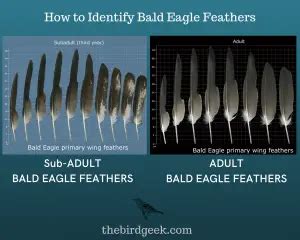 How to Identify Bald Eagle Feathers - The Bird Geek