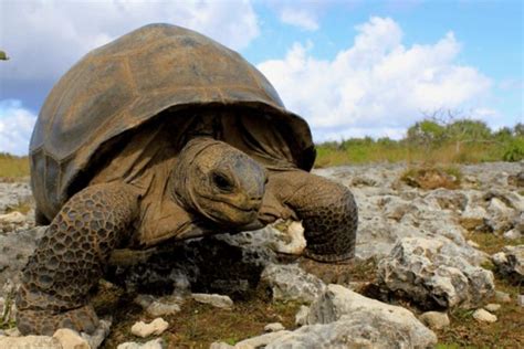 Giant step forward in Aldabra giant tortoise conservation - Seychelles