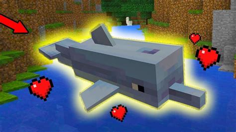 How to increase the trust of dolphins in Minecraft