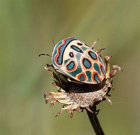 Picasso bugs, where art and nature collide | Beautiful bugs, Insects, Bugs