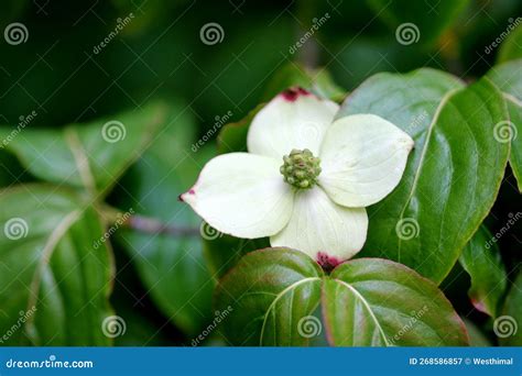 Kousa Dogwood, Chinese Dogwood, Cornus Kousa, Ornamental Tree Stock Image - Image of flowers ...