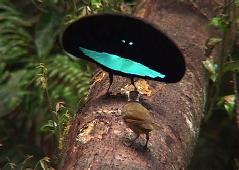 Top 10 Strangest Animals You Never Knew Existed - Gazette Review | Birds of paradise, Weird ...