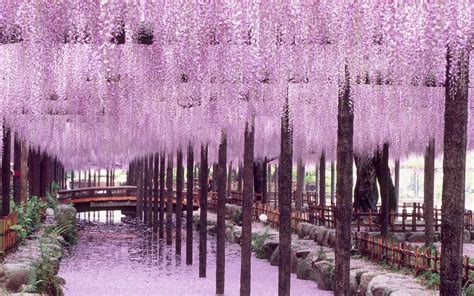 Japan's Wisteria Tunnels Are Even More Magical Than Its Cherry Blossoms — Here's Where to See ...