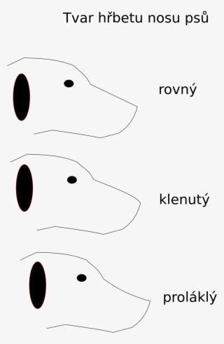 Snout PNG Image | Transparent PNG Free Download on SeekPNG