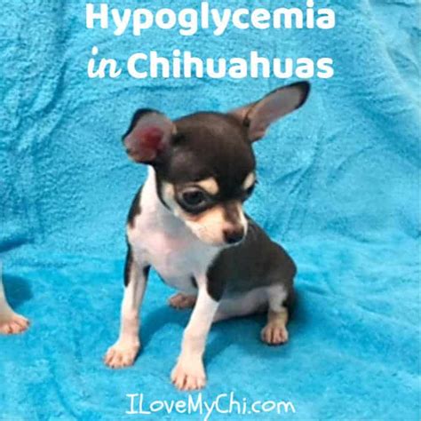 Hypoglycemia in Chihuahuas - I Love My Chi