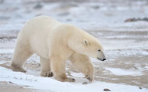 People Show Up for Polar Bear Week, But the Ice Hasn’t Yet | Sierra Club