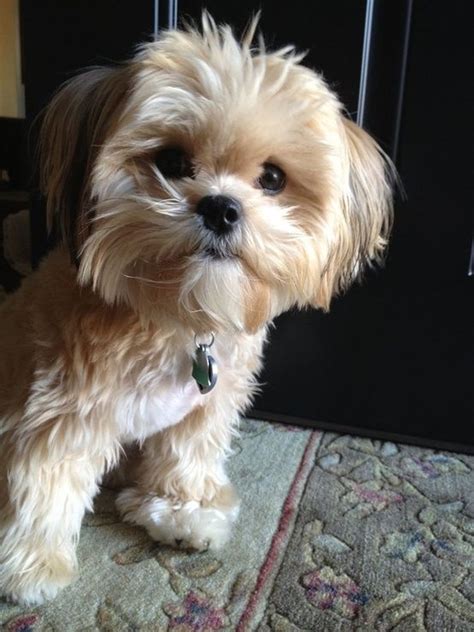 Pixel! CLICK IMAGE FOR MORE | Lhasa apso puppies, Lhasa apso, Cute puppies