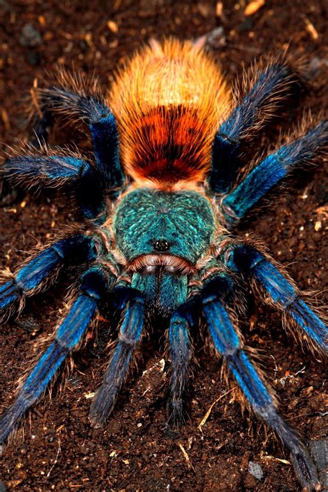 end0skeletal: The greenbottle blue tarantula... | Nix Draws Stuff